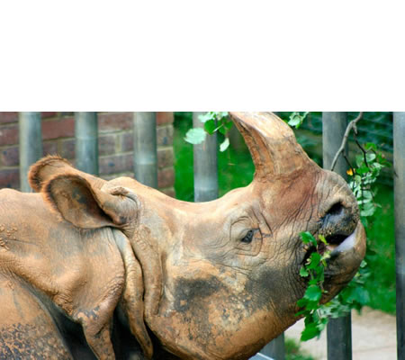 rinocerontes comiendo